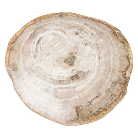 Classic Home Riley Petrified Wood Accent Table Large Model 51000045